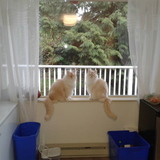 Entry image for Rusty and Frank