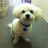 Entry image for Chi Chi