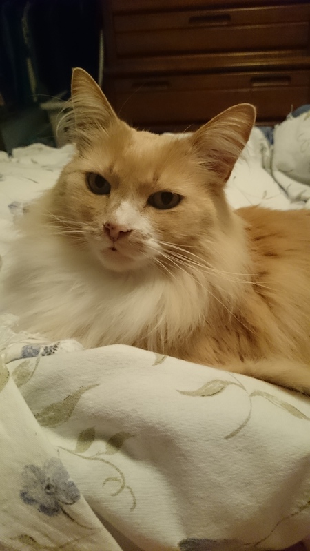 Entry image for Whiskey. Clicking this image will show a larger photo