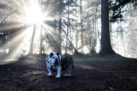 Entry image for Porkchop. Clicking this image will show a larger photo