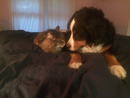 Entry image for Stella and Casco . Clicking this image will show a larger photo