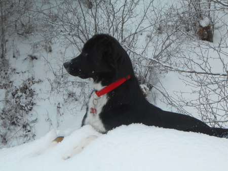 Entry image for Lola. Clicking this image will show a larger photo