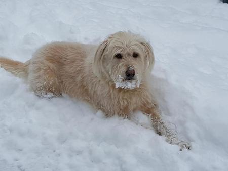 Entry image for sammey. Clicking this image will show a larger photo