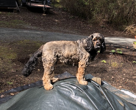 Entry image for Charley. Clicking this image will show a larger photo