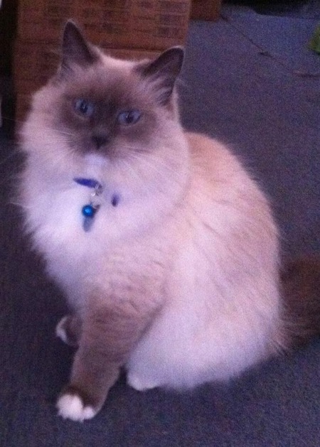 Entry image for Bella. Clicking this image will show a larger photo