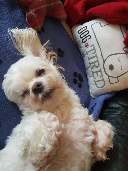 Entry image for Rosie. Clicking this image will show a larger photo