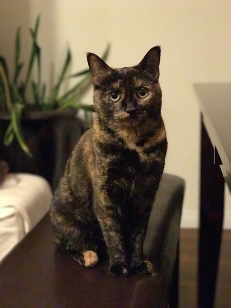 Entry image for Bali The Cat. Clicking this image will show a larger photo