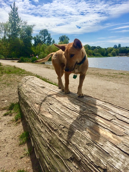 Entry image for Coconut. Clicking this image will show a larger photo