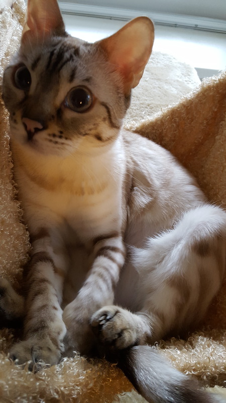 Entry image for Latte. Clicking this image will show a larger photo