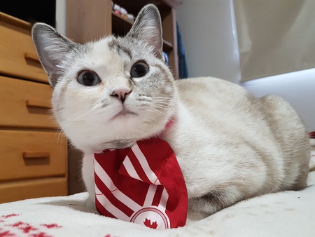 Entry image for Ming-ming. Clicking this image will show a larger photo