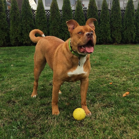 Entry image for Teddy. Clicking this image will show a larger photo