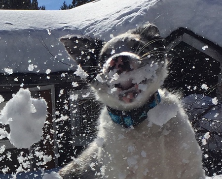 Entry image for Blue Bombay Hagelmeister . Clicking this image will show a larger photo