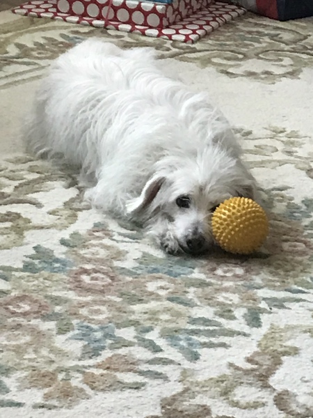 Entry image for Rufus. Clicking this image will show a larger photo