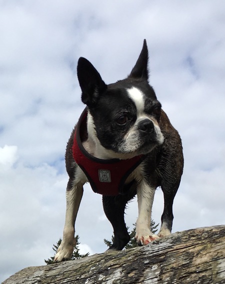 Entry image for Chibi. Clicking this image will show a larger photo