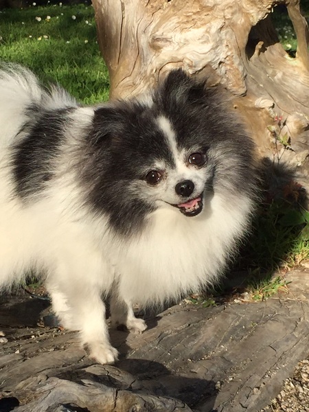 Entry image for TinktheTank. Clicking this image will show a larger photo