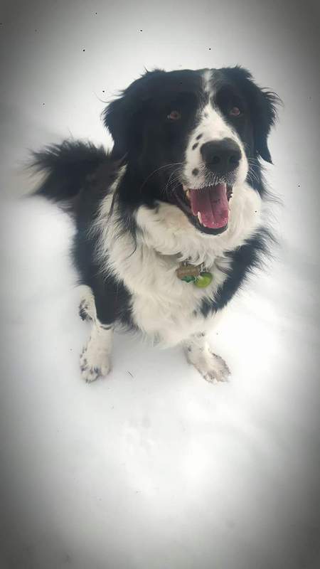 Entry image for Christine "Christy" Mcvie. Clicking this image will show a larger photo