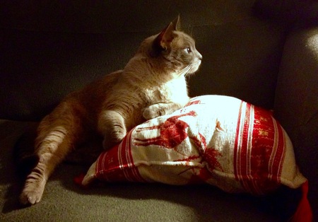 Entry image for Annabella. Clicking this image will show a larger photo