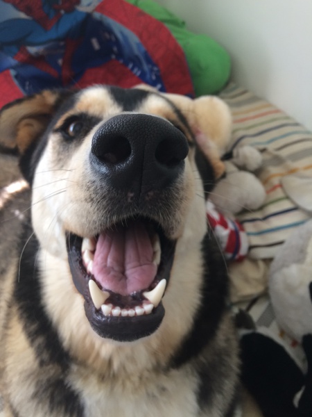 Entry image for Geno. Clicking this image will show a larger photo