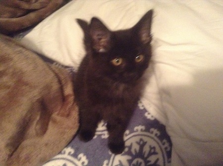 Entry image for bitz. Clicking this image will show a larger photo