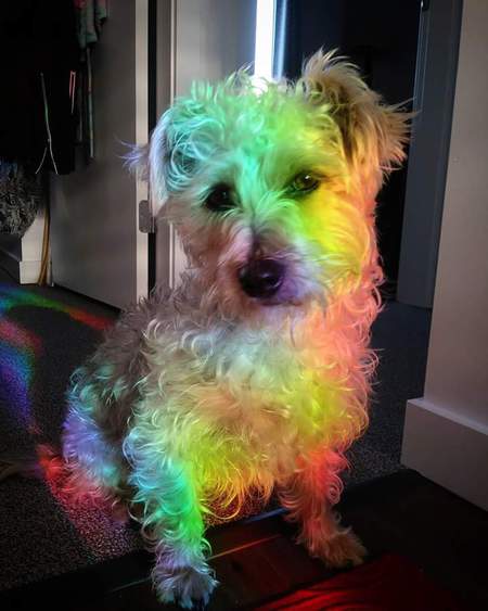 Entry image for Morticia. Clicking this image will show a larger photo