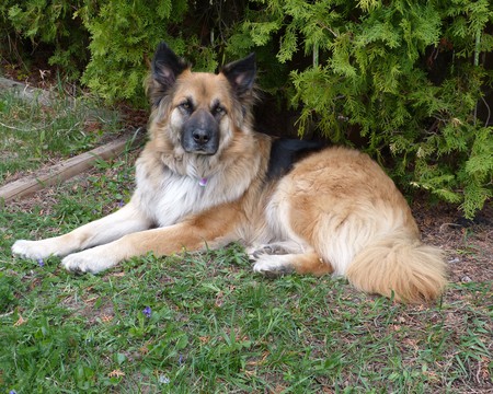 Entry image for Kodiak. Clicking this image will show a larger photo