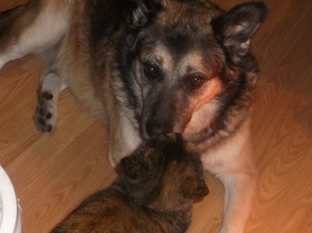 Entry image for Skittles(cat) and Klinger. Clicking this image will show a larger photo