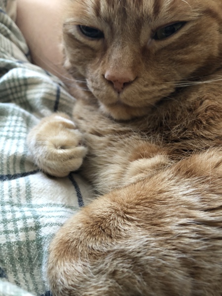 Entry image for Timbit. Clicking this image will show a larger photo