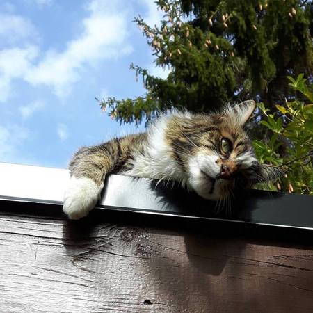 Entry image for Handsome Buddy. Clicking this image will show a larger photo