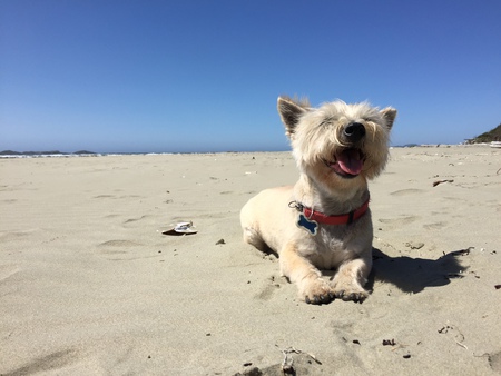 Entry image for Beckham. Clicking this image will show a larger photo