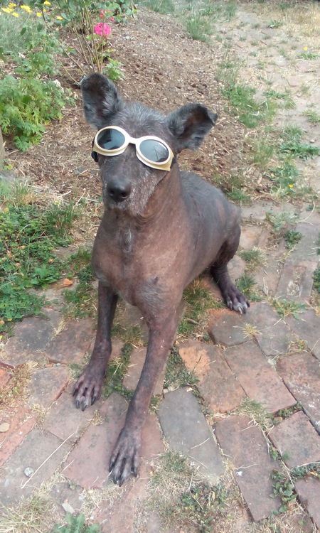 Entry image for Tommy. Clicking this image will show a larger photo