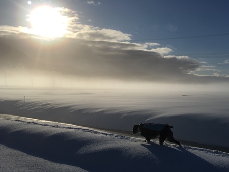 Entry image for Ruby. Clicking this image will show a larger photo