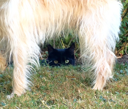 Entry image for Ziggy. Clicking this image will show a larger photo