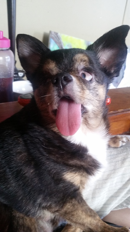 Entry image for Winky . Clicking this image will show a larger photo