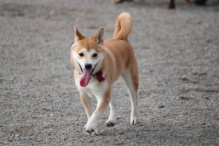 Entry image for Katsuki. Clicking this image will show a larger photo