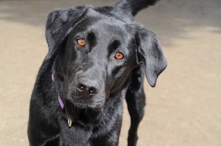 Entry image for Sadie Lady. Clicking this image will show a larger photo