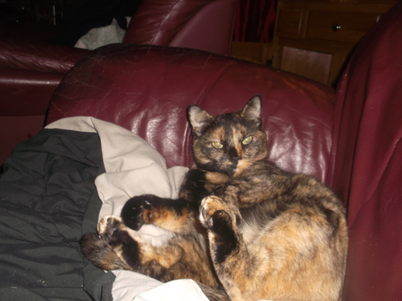 Entry image for Skittles. Clicking this image will show a larger photo