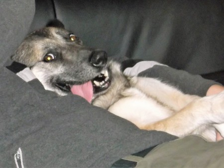 Entry image for Klinger. Clicking this image will show a larger photo