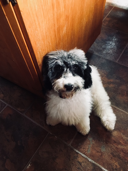 Entry image for Dickson. Clicking this image will show a larger photo