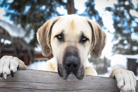 Entry image for Toreto. Clicking this image will show a larger photo