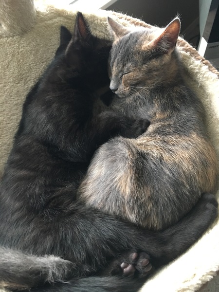 Entry image for Campbell and Luna. Clicking this image will show a larger photo