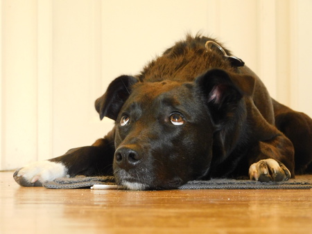 Entry image for Samantha. Clicking this image will show a larger photo