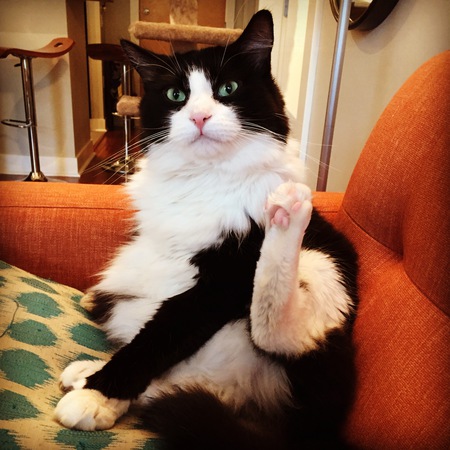 Entry image for Eddie (Edamame). Clicking this image will show a larger photo