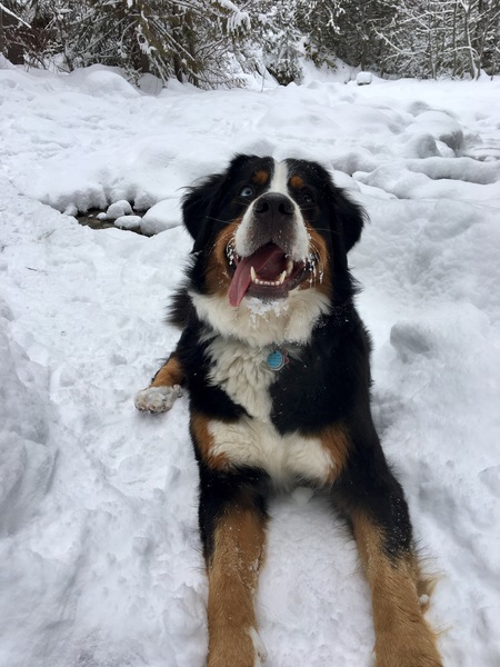 Entry image for Piper. Clicking this image will show a larger photo