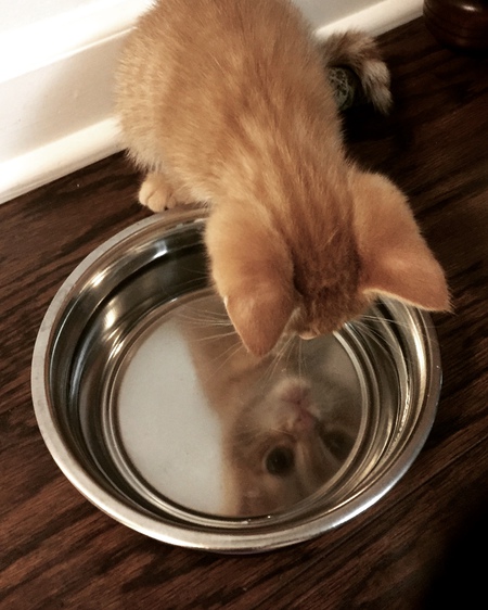 Entry image for Spyder. Clicking this image will show a larger photo