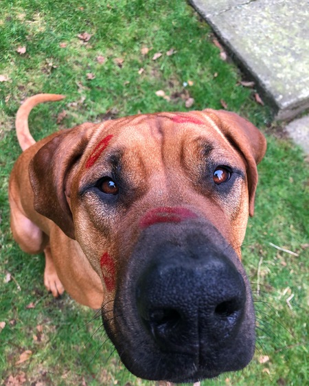 Entry image for Cleo. Clicking this image will show a larger photo