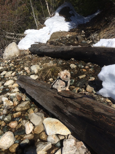 Entry image for Winston. Clicking this image will show a larger photo