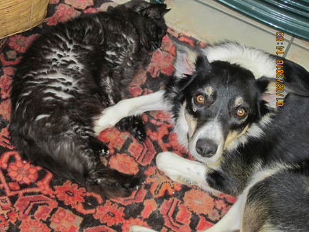 Entry image for Tommy (dog) and Coco (cat). Clicking this image will show a larger photo