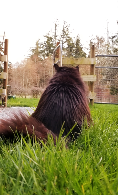 Entry image for Daisy. Clicking this image will show a larger photo