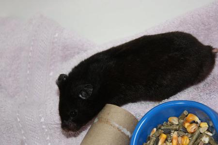 Entry image for Timmy. Clicking this image will show a larger photo