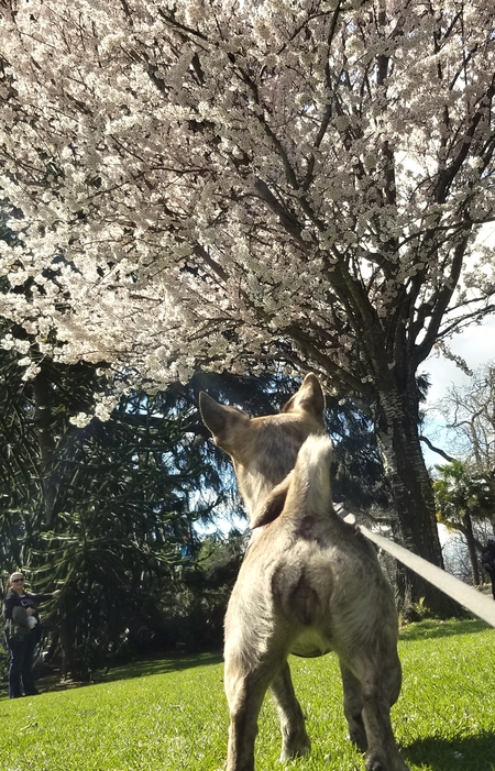 Entry image for Pyper. Clicking this image will show a larger photo